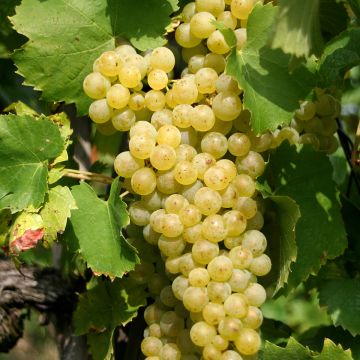Videira Vermentino - Vitis vinifera