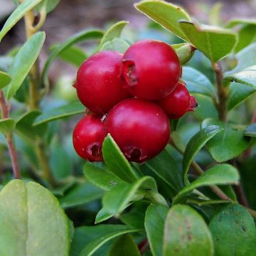 Arando-vermelho Bio - Vaccinium vitis idaea