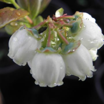 Mirtileiro Patriot - Vaccinium corymbosum x myrtillus