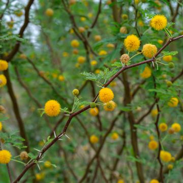 Vachellia farnesiana