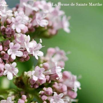 Valeriana - Ferme de Sainte Marthe