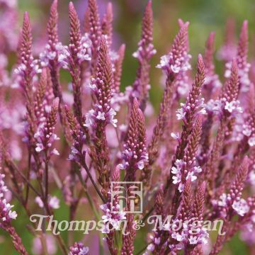 Verbena hastata Pink Spires em sementes