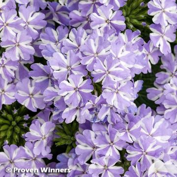 Verbena Virgo Lavender Star