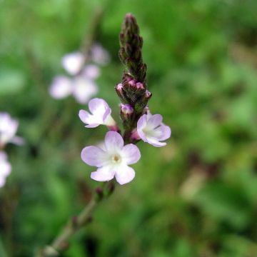 Verbena officinalis - Verbena-oficinal