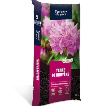 Verdadeira terra de urze florestal