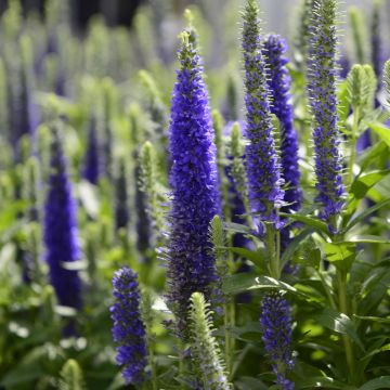 Veronica spicata Royal Candles Veronica spicata Royal Candles