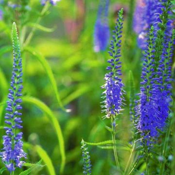 Veronica longifolia