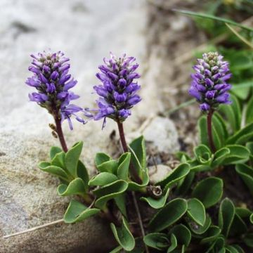 Veronica allionii