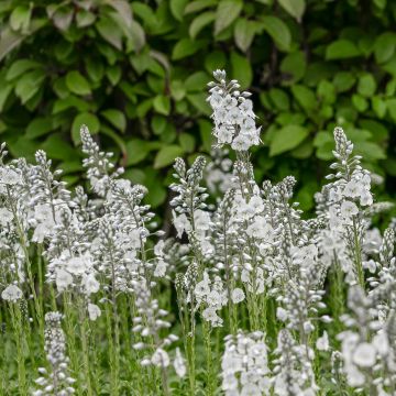 Veronica gentianoides Tissington White - Verónica-do-cáucaso