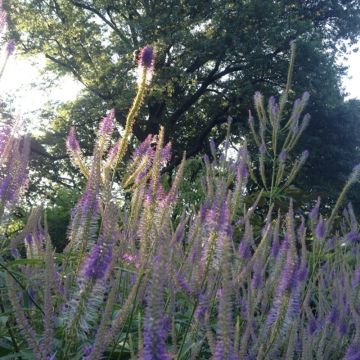 Veronicastrum virginicum Fascination
