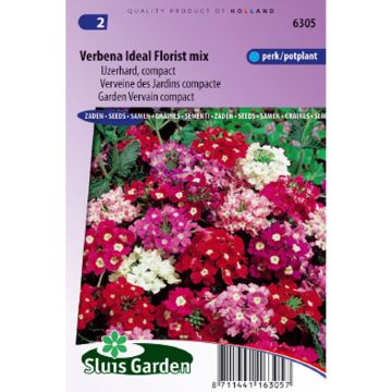 Verbena compacta Ideal Florist Mix em sementes