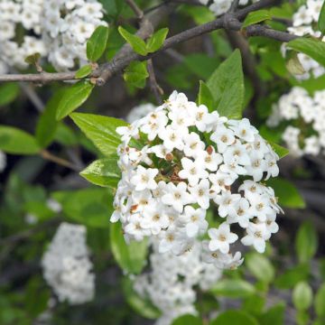 Viburnum burkwoodii - Viburno de Burkwood