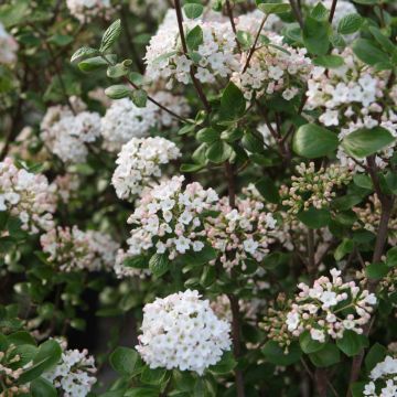 Viburnum burkwoodii Ann Russell - Viburno de Burkwood