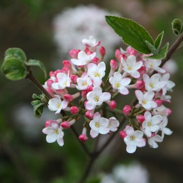 Viburnum × burkwoodii Mohawk - Viburno de Burkwood