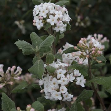 Viburnum carlesii - Viburno-da-Coreia