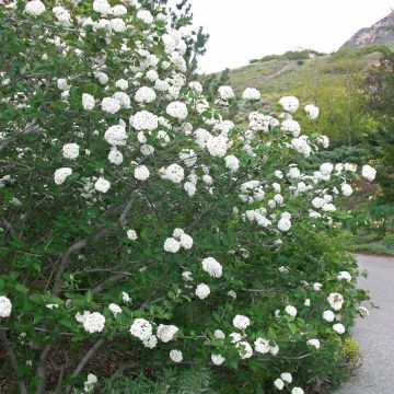Viburnum carlesii Juddii - Viburno-da-Coreia
