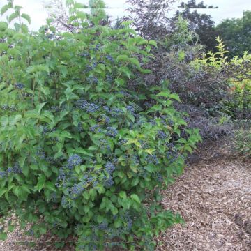 Viburnum dentatum Blue Muffin - Viburno-dentado
