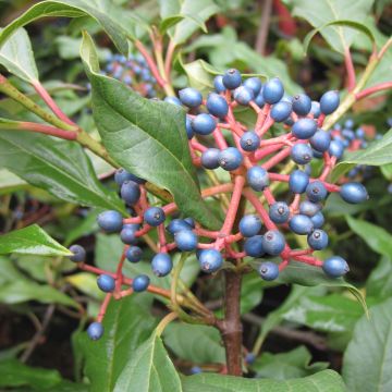Viburnum globosum Jermyns Globe - Viburno-de-David