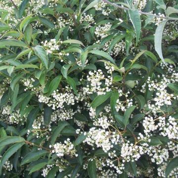 Viburnum × hillieri Winton - Viburno