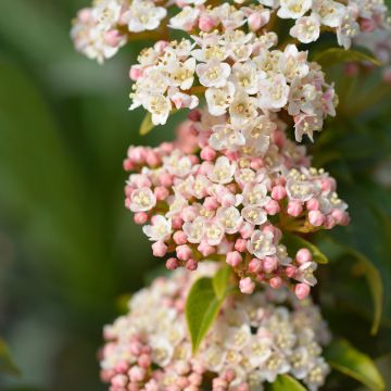 Viburnum tinus Eve Price - Folhado