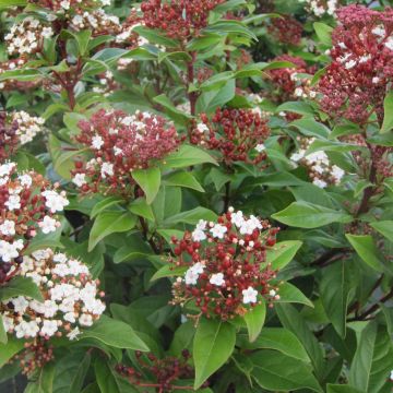 Viburnum tinus Lisarose - Folhado