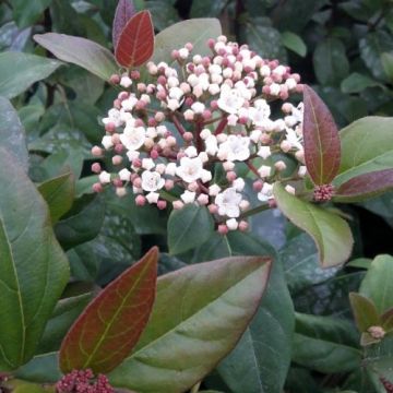 Viburnum tinus Purpureum - Folhado