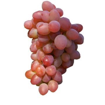 Videira Katharina - Vitis vinifera