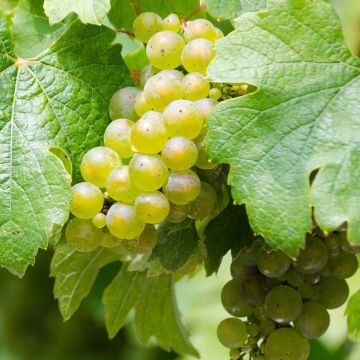 Videira Riesling - Vitis vinifera