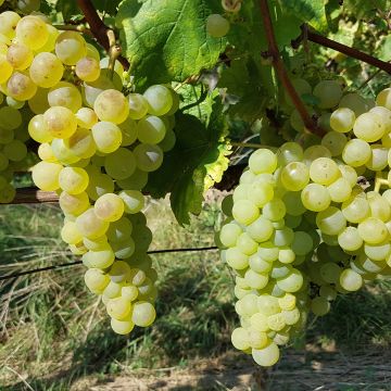 Videira Chasselas de Fontainebleau - Vitis vinifera