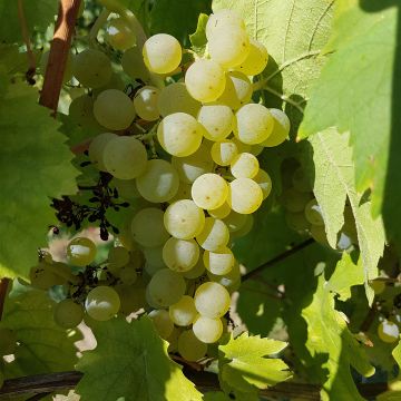Videira Chasselas Cioutat - Vitis vinifera