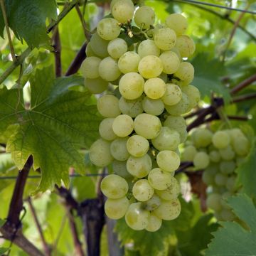 Videira Fanny - Vitis vinifera