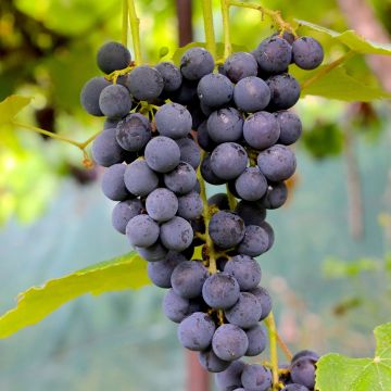 Videira Moscatel Roxo da Madeira - Vitis vinifera