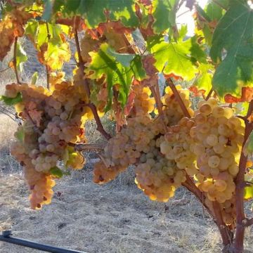 Videira Apirena Rossa