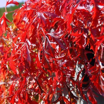 Parthenocissus quinquefolia Kirigami