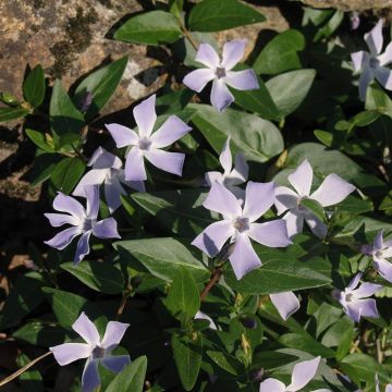 Vinca difformis - Pervinca