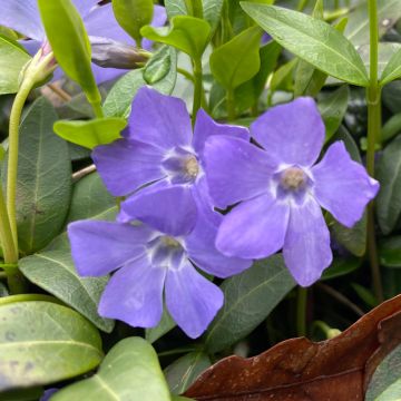 Pervinca-maior - Vinca major Pervinca-maior - Vinca major