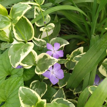 Pervinca-maior Variegata Pervinca-maior Variegata