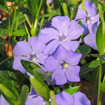 Vinca-menor Anna
