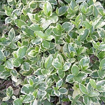 Vinca-menor Argenteovariegata