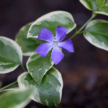 Vinca-menor Argenteovariegata Vinca-menor Argenteovariegata