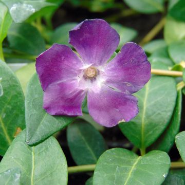 Vinca-menor Atropurpurea