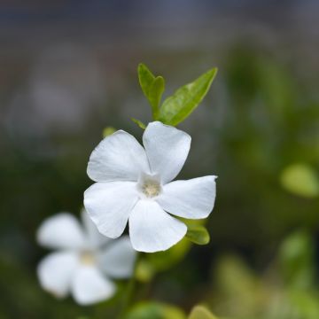 Vinca-menor Elisa Vinca-menor Elisa