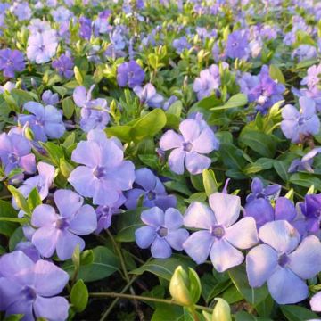 Vinca-menor Flower Power