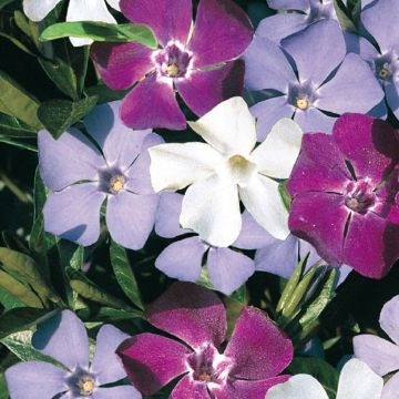 Vinca-menor Sebastian's Beste