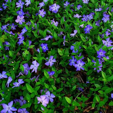 Vinca-menor  - Vinca minor