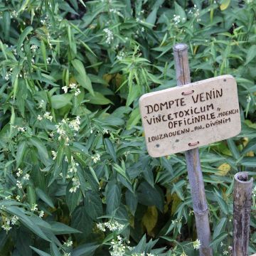 Vincetoxicum hirundinaria