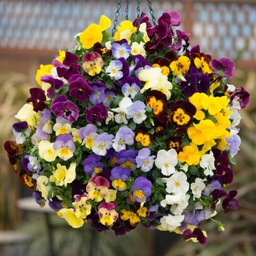 Amor-perfeito Cool Wave Mix - Viola x wittrockiana