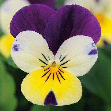 Viola cornuta Sorbet XP Lemon Jump-Up
