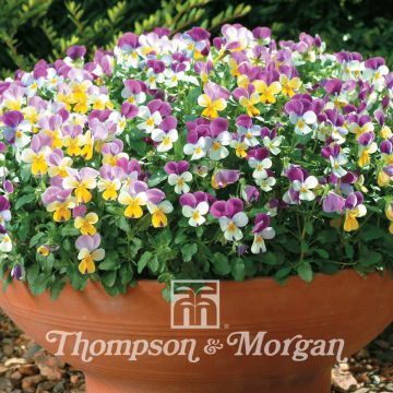 Amor-perfeito Sweeties em sementes - Viola x williamsii