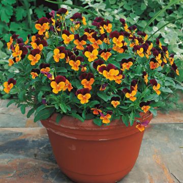 Viola cornuta Callisto F1 Orange Purple Wing